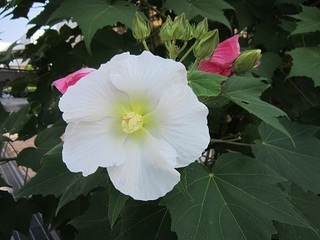 酔芙蓉.jpg
