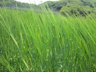 麦.jpg